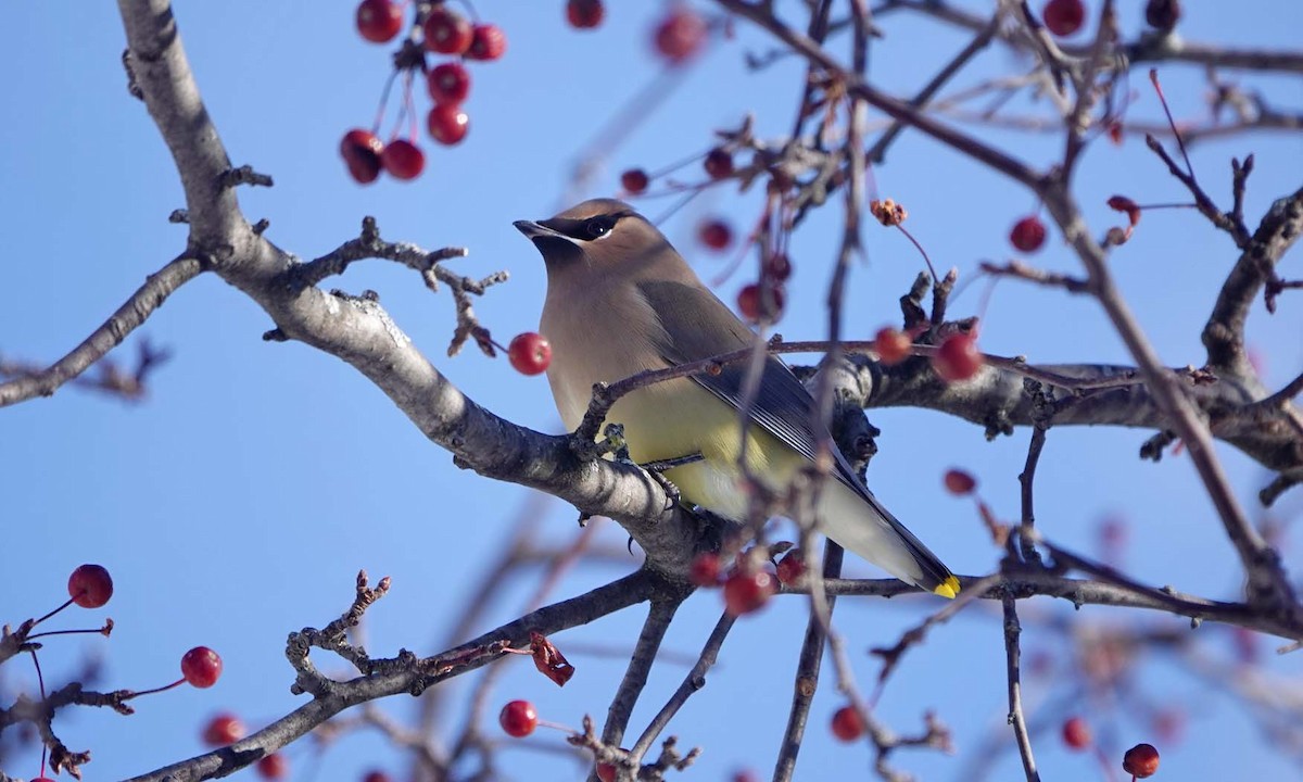 Cedar Waxwing - ML646375597