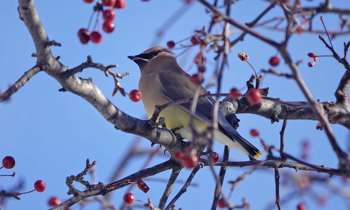 Cedar Waxwing - ML646375598