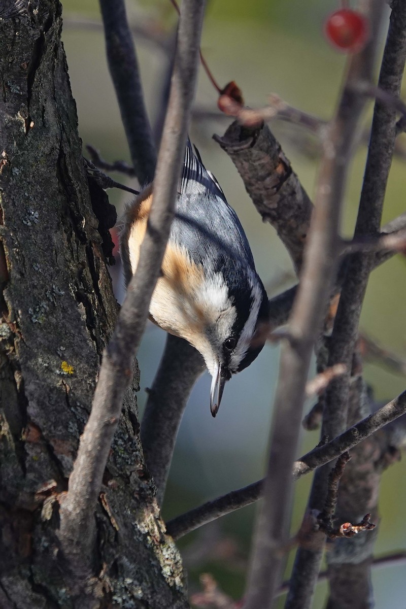 Red-breasted Nuthatch - ML646375599