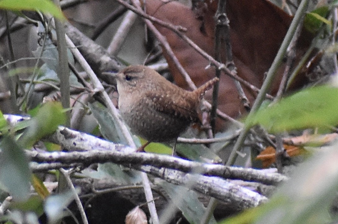Winter Wren - ML646375600