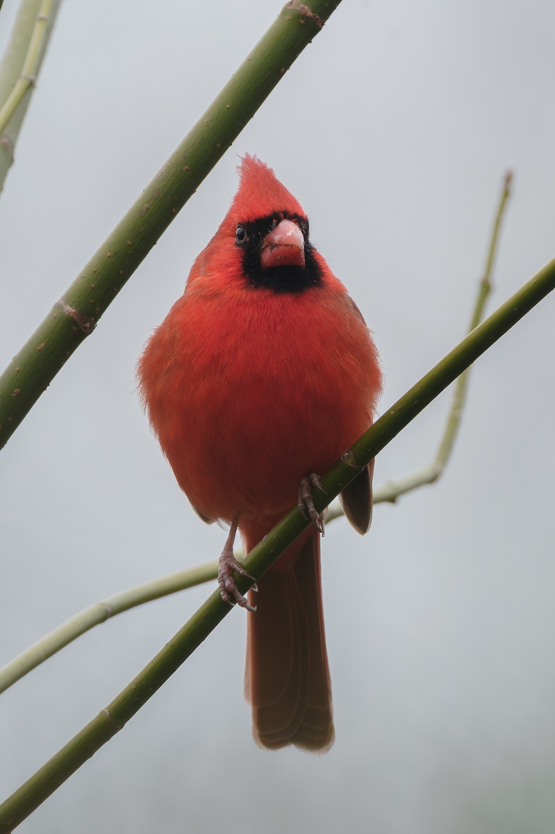 Northern Cardinal - ML646375602