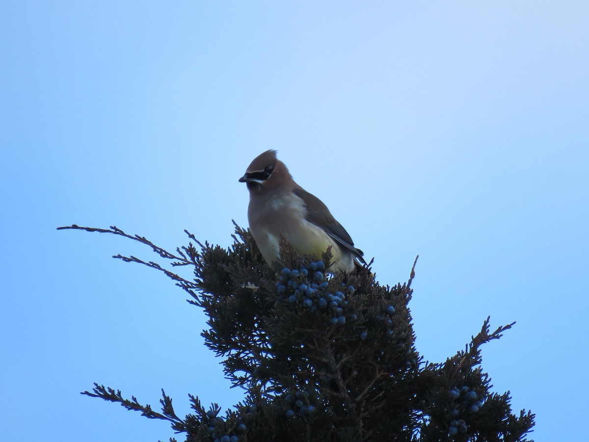 Cedar Waxwing - ML646375603