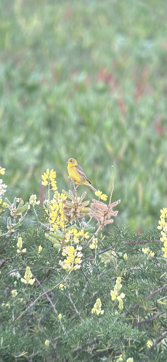 Grassland Yellow-Finch - ML646375604