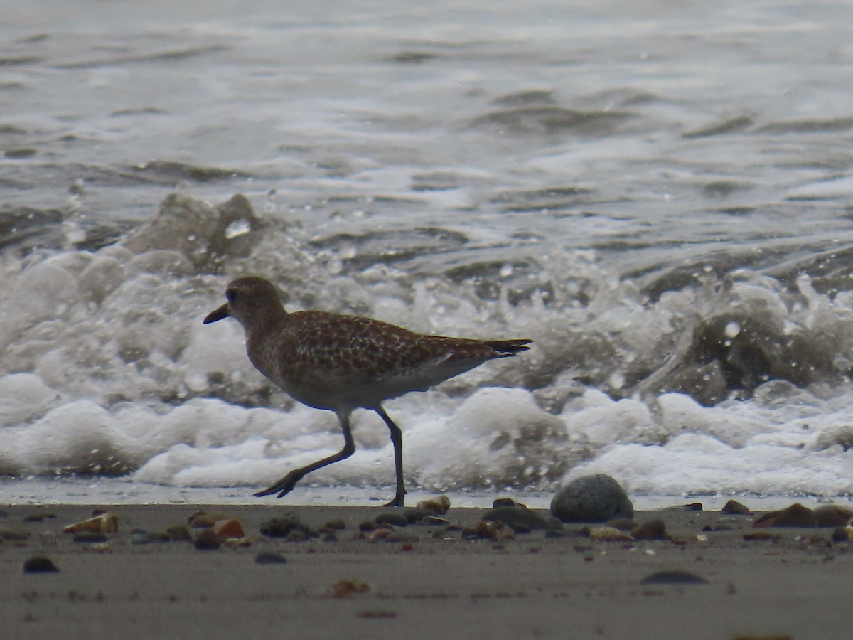 Pivieressa - ML646375606