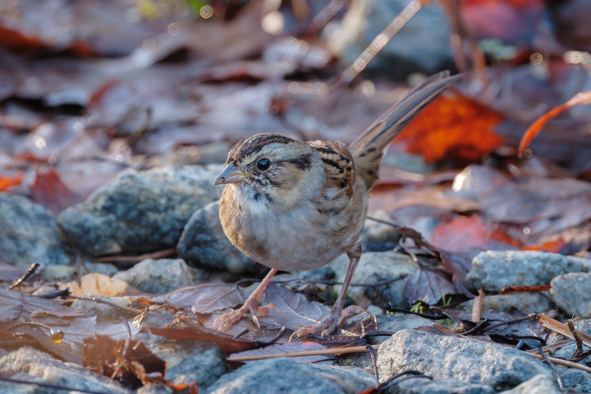 Swamp Sparrow - ML646375613