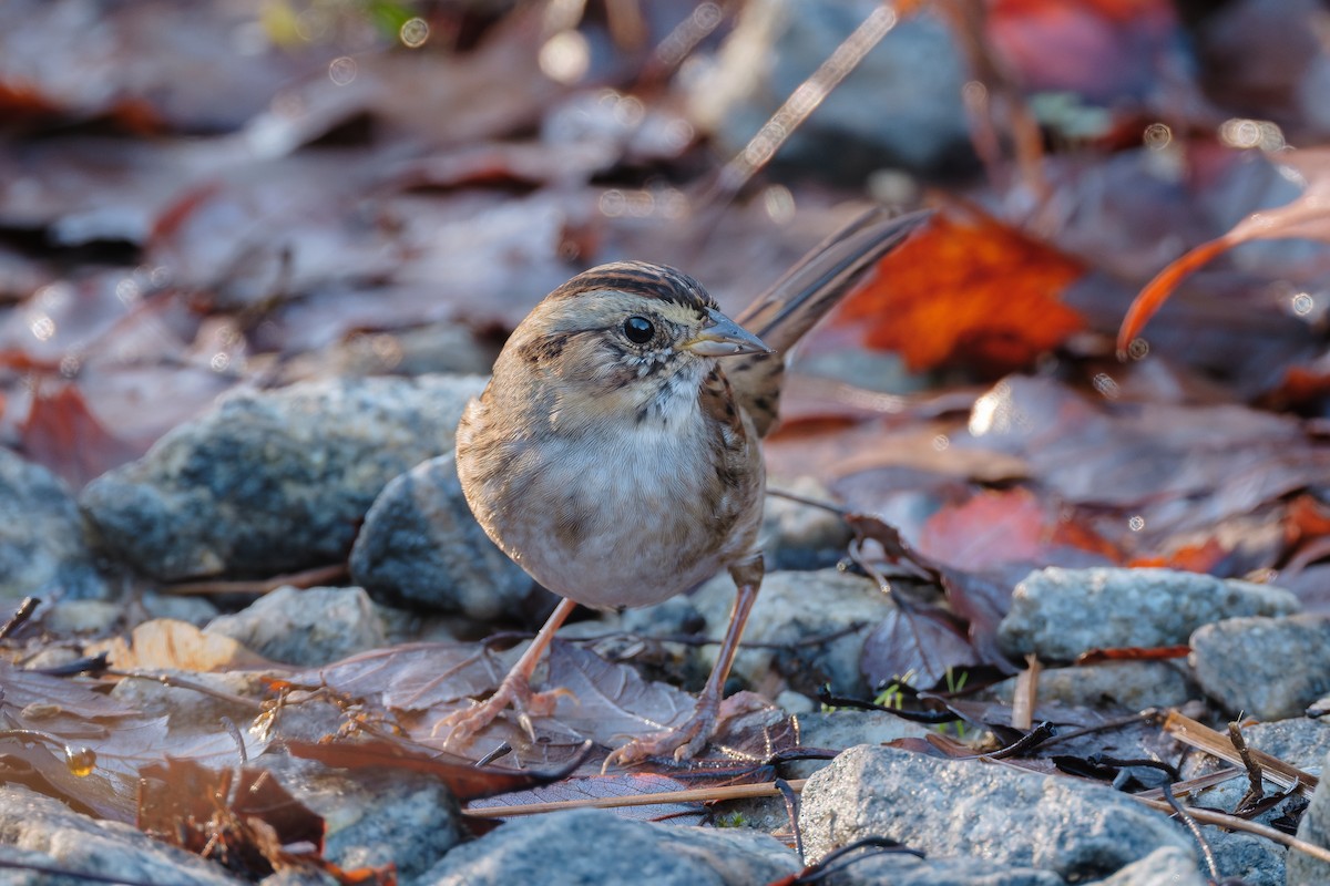 Swamp Sparrow - ML646375614