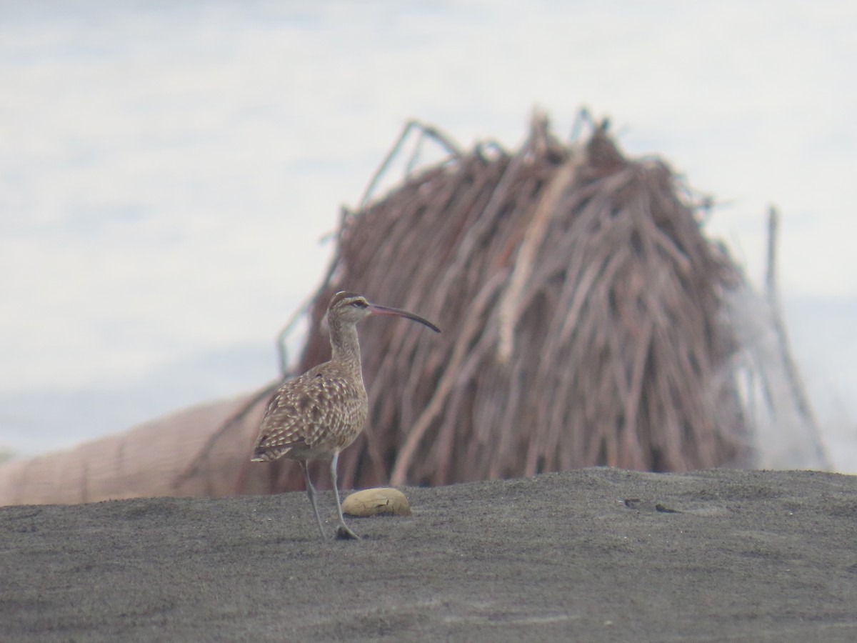 Chiurlo piccolo americano - ML646375616