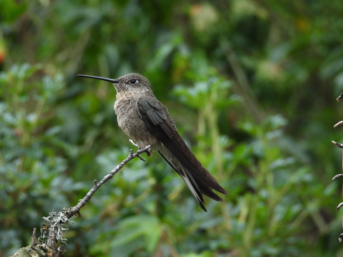 Giant Hummingbird - ML646375620