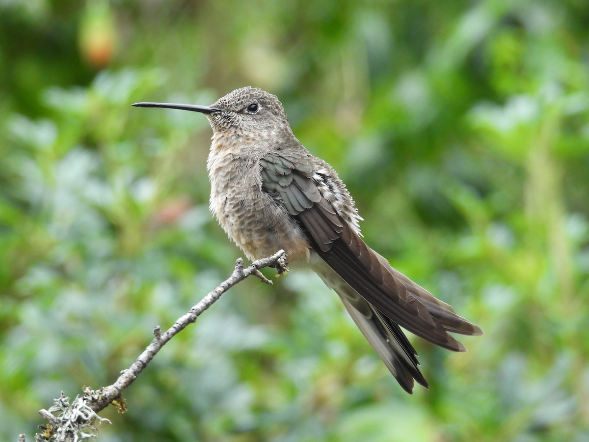 Giant Hummingbird - ML646375621