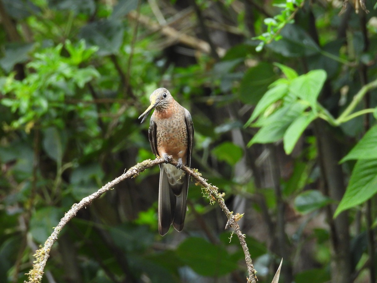 Giant Hummingbird - ML646375622