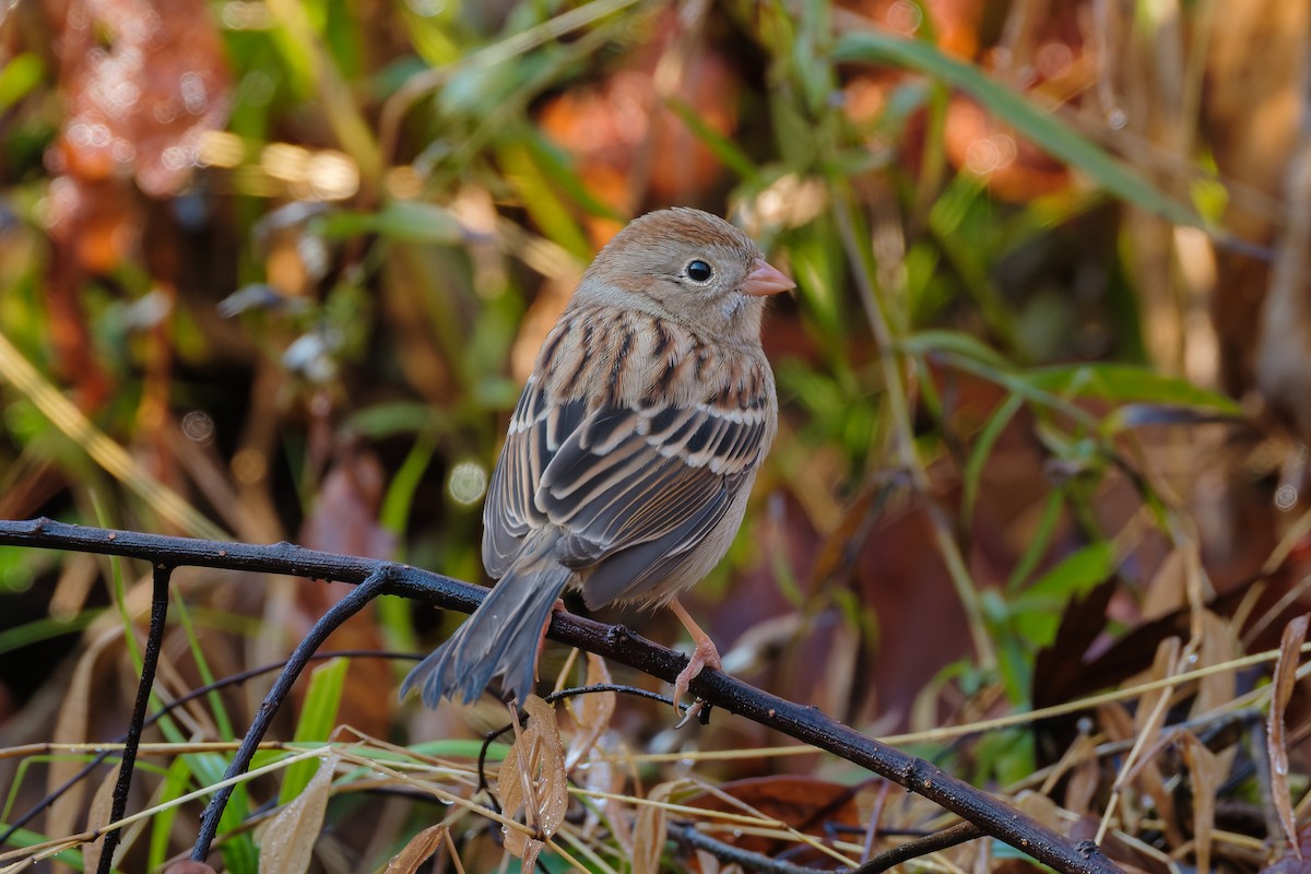 Field Sparrow - ML646375623