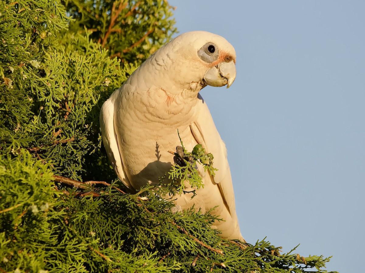 Little Corella - ML646375627