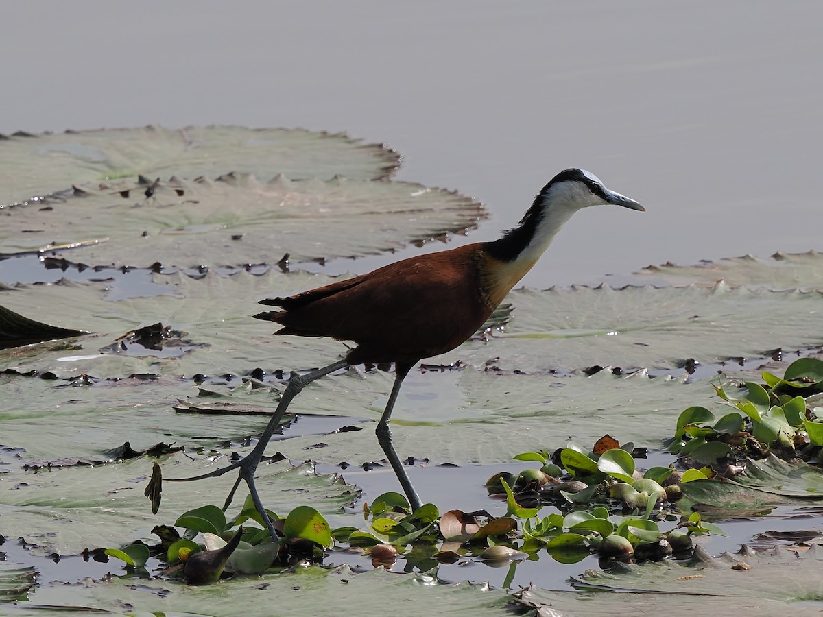African Jacana - ML646375628