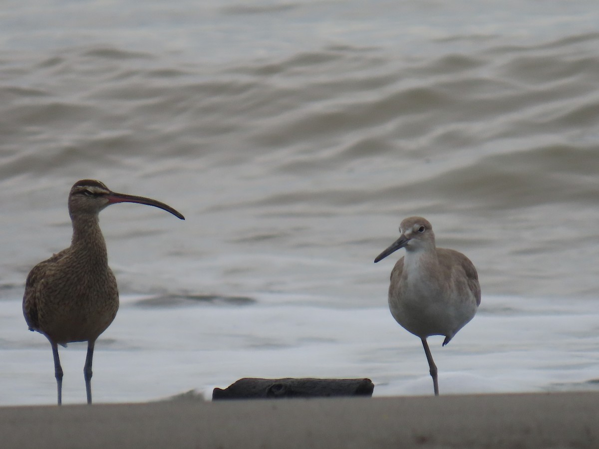 Willet - ML646375631