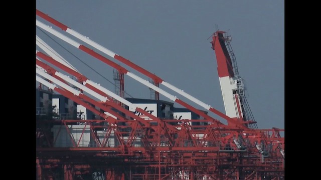 Brown Booby - ML646375632