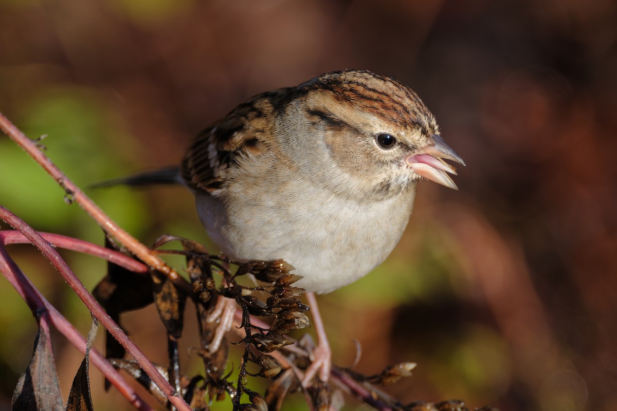 Chipping Sparrow - ML646375633