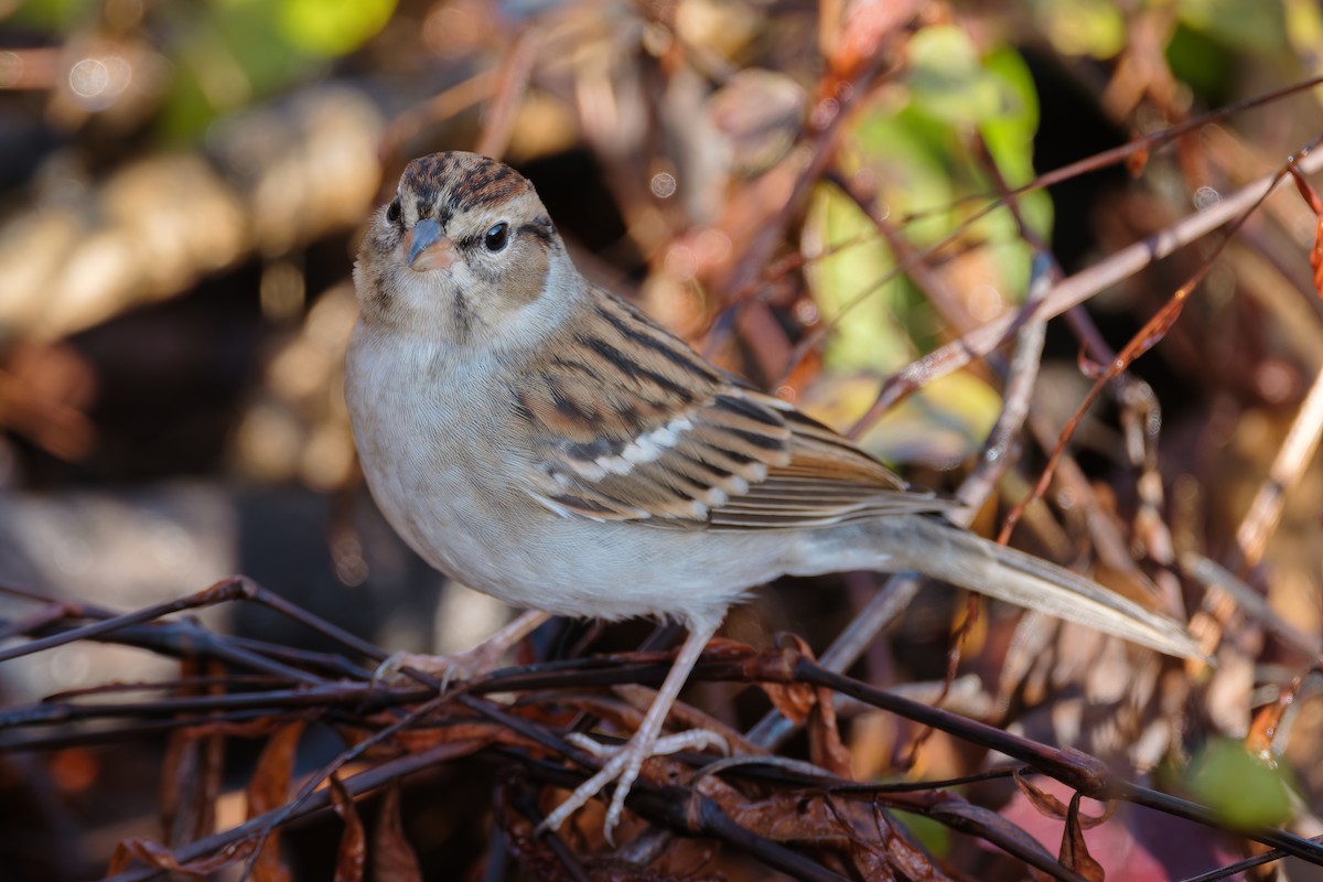 Chipping Sparrow - ML646375634