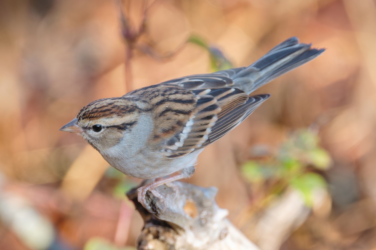 Chipping Sparrow - ML646375635