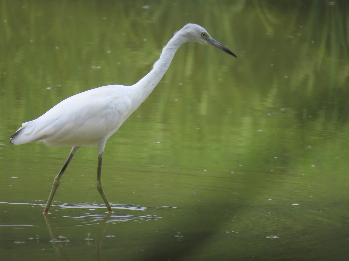 Little Blue Heron - ML646375636