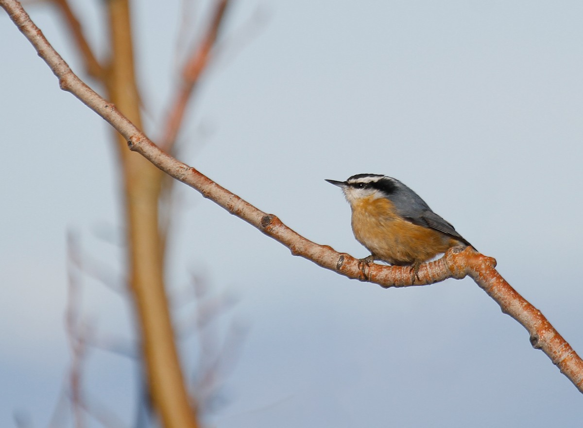 Red-breasted Nuthatch - ML646375639
