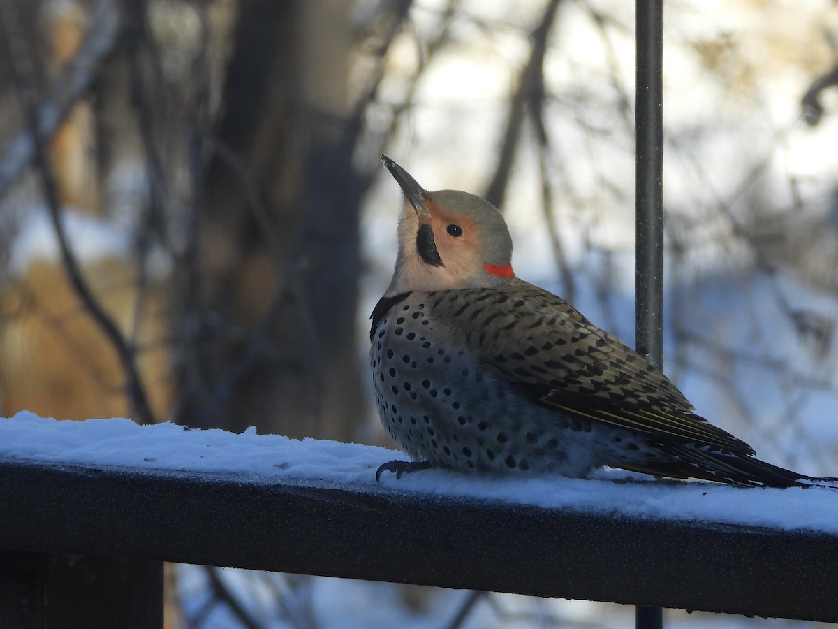 Northern Flicker - ML646375641