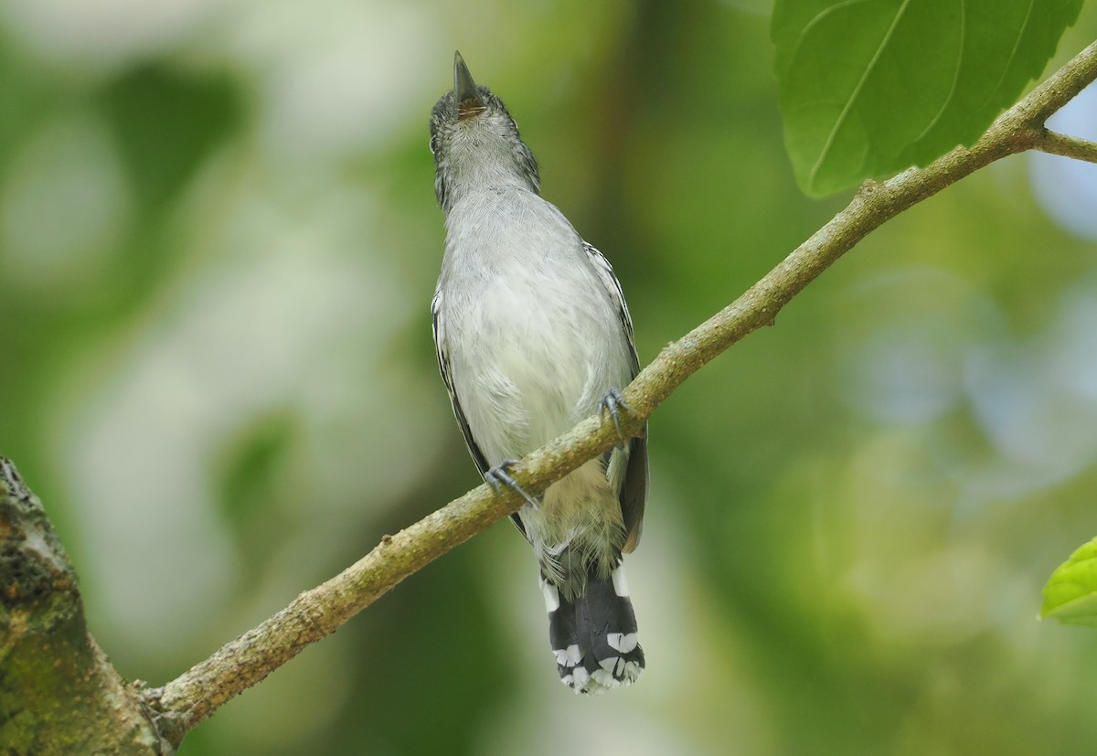Bolivian Slaty-Antshrike - ML646375644
