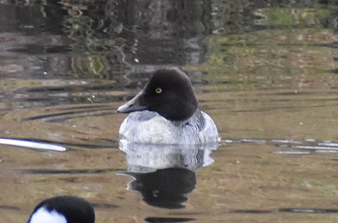 Common Goldeneye - ML646375645