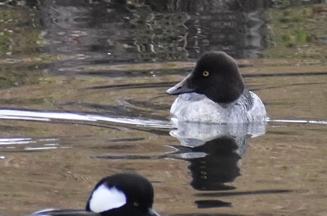 Common Goldeneye - ML646375646