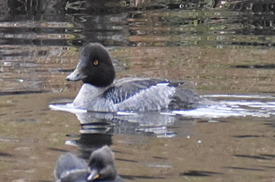Common Goldeneye - ML646375647