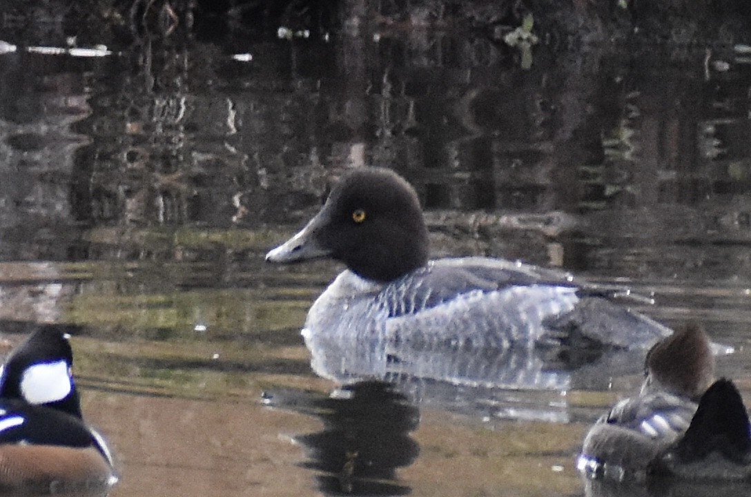 Common Goldeneye - ML646375648