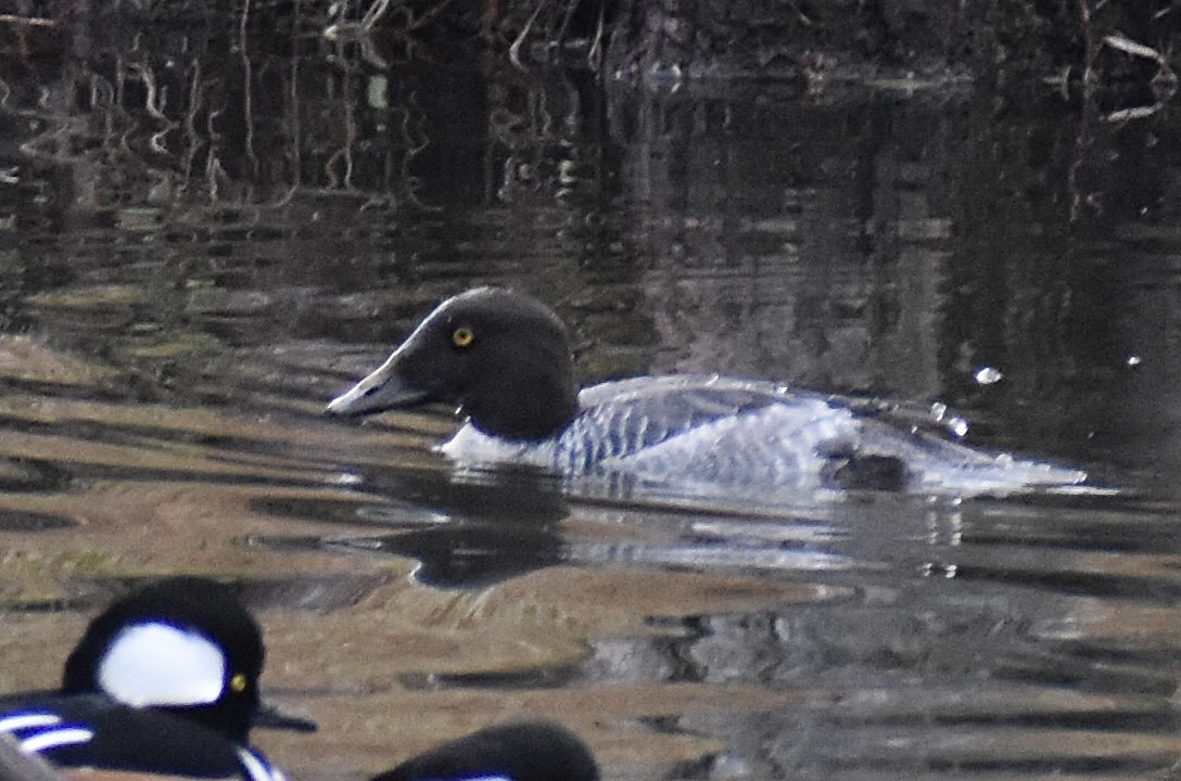 Common Goldeneye - ML646375649