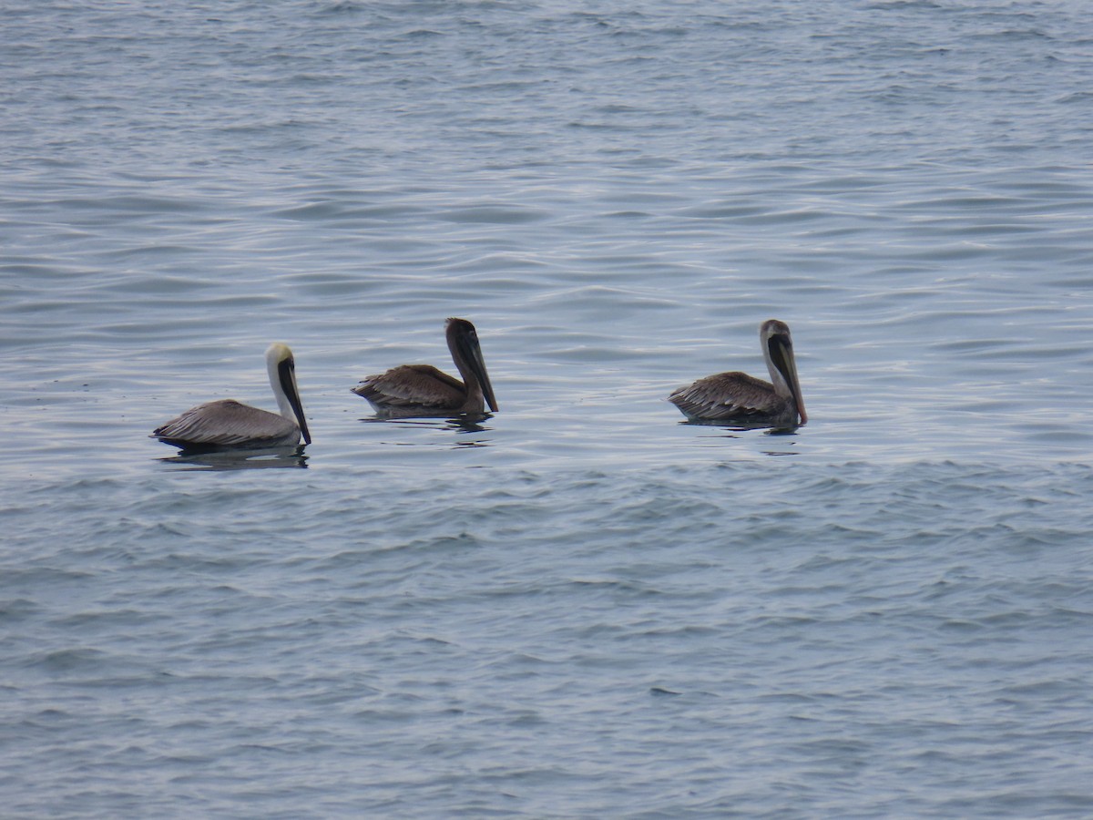 Brown Pelican - ML646375651