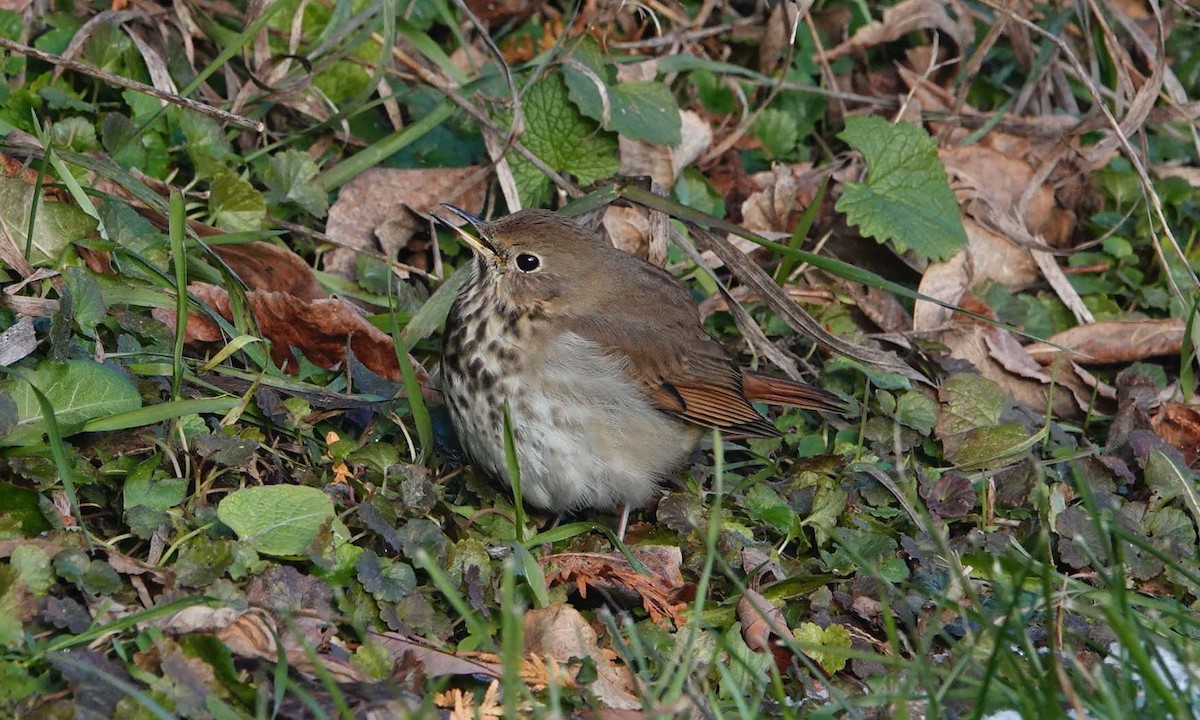 Hermit Thrush - ML646375652
