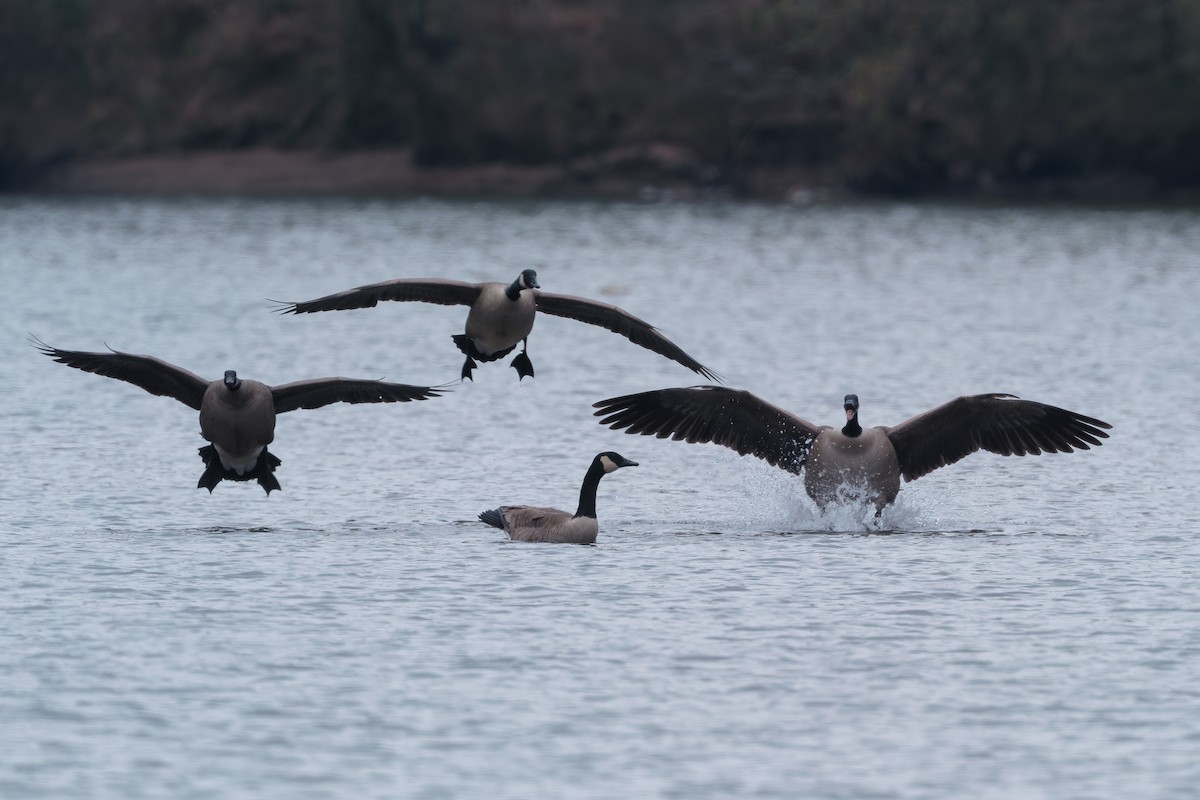 Canada Goose - ML646375653