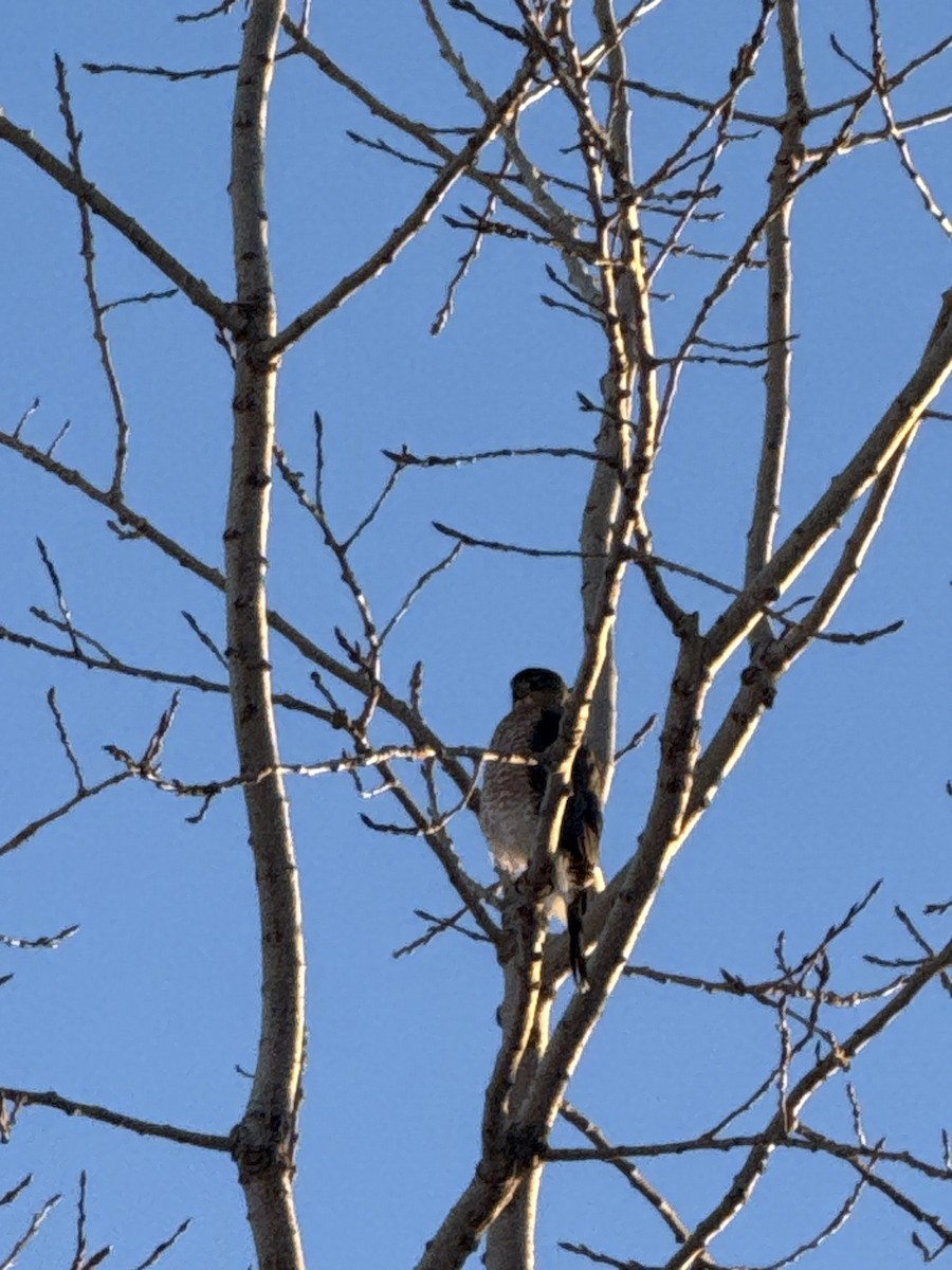 Cooper's Hawk - ML646375654