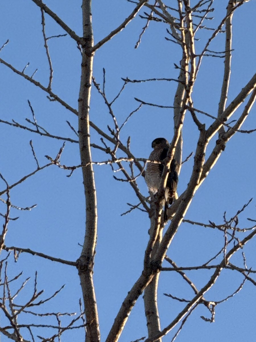 Cooper's Hawk - ML646375655