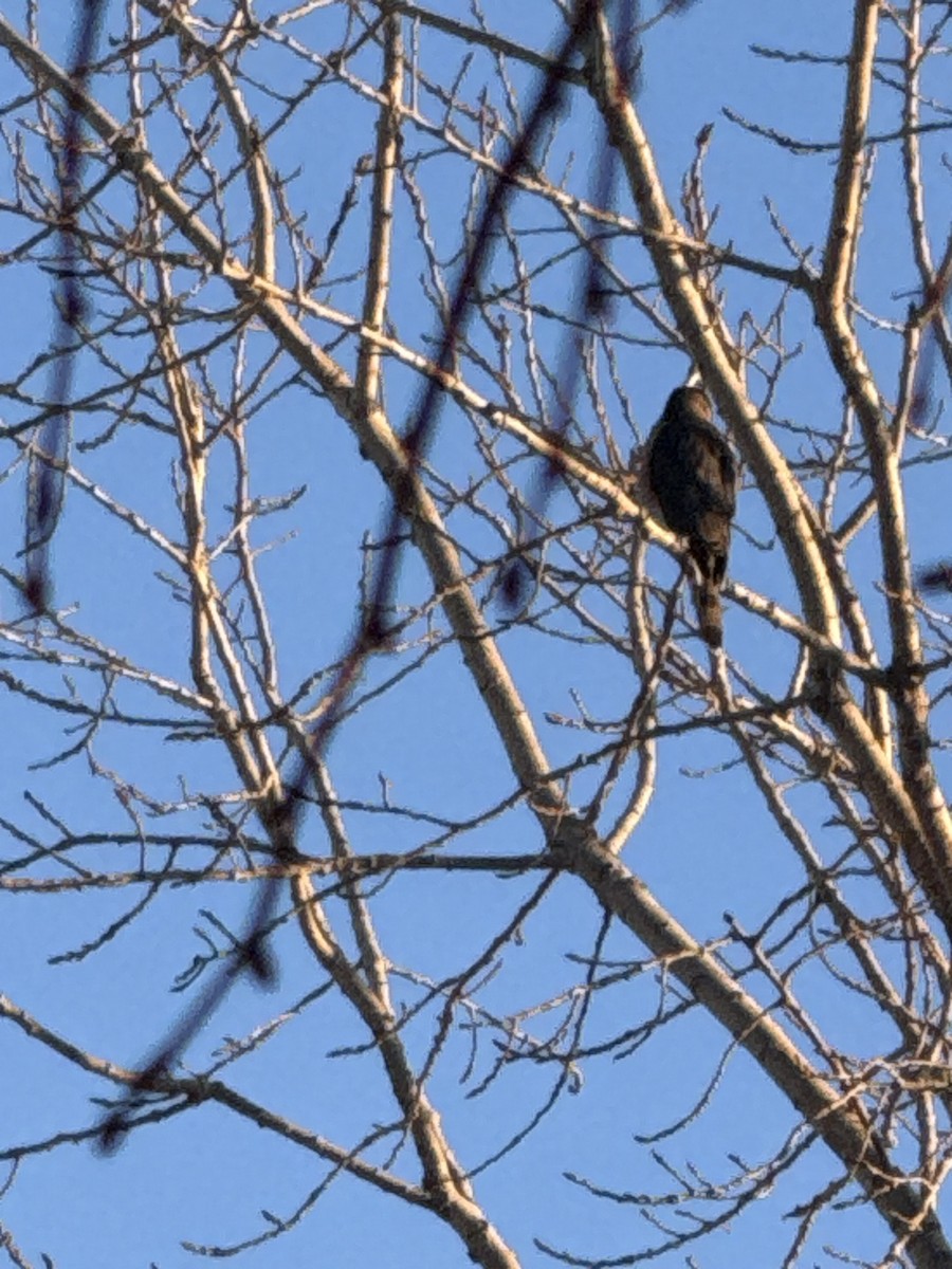 Cooper's Hawk - ML646375656