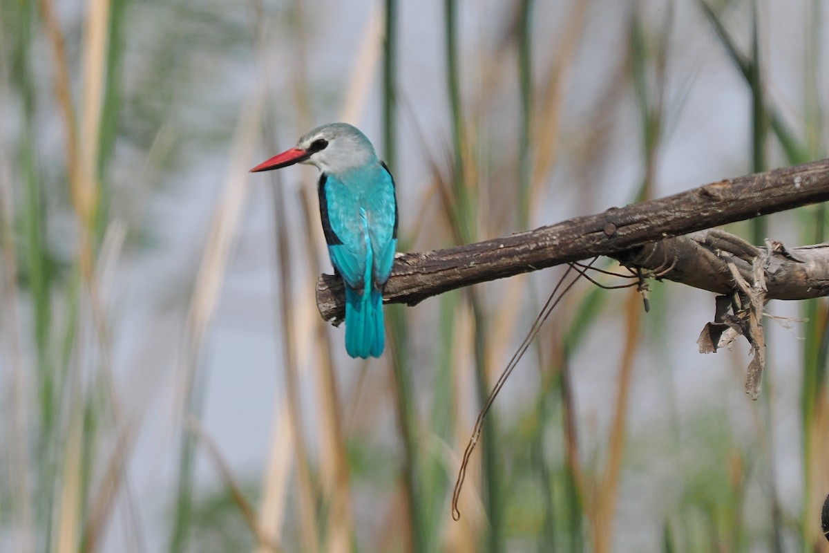 Woodland Kingfisher - ML646375657