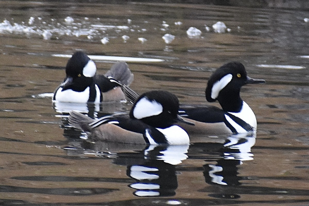 Hooded Merganser - ML646375658