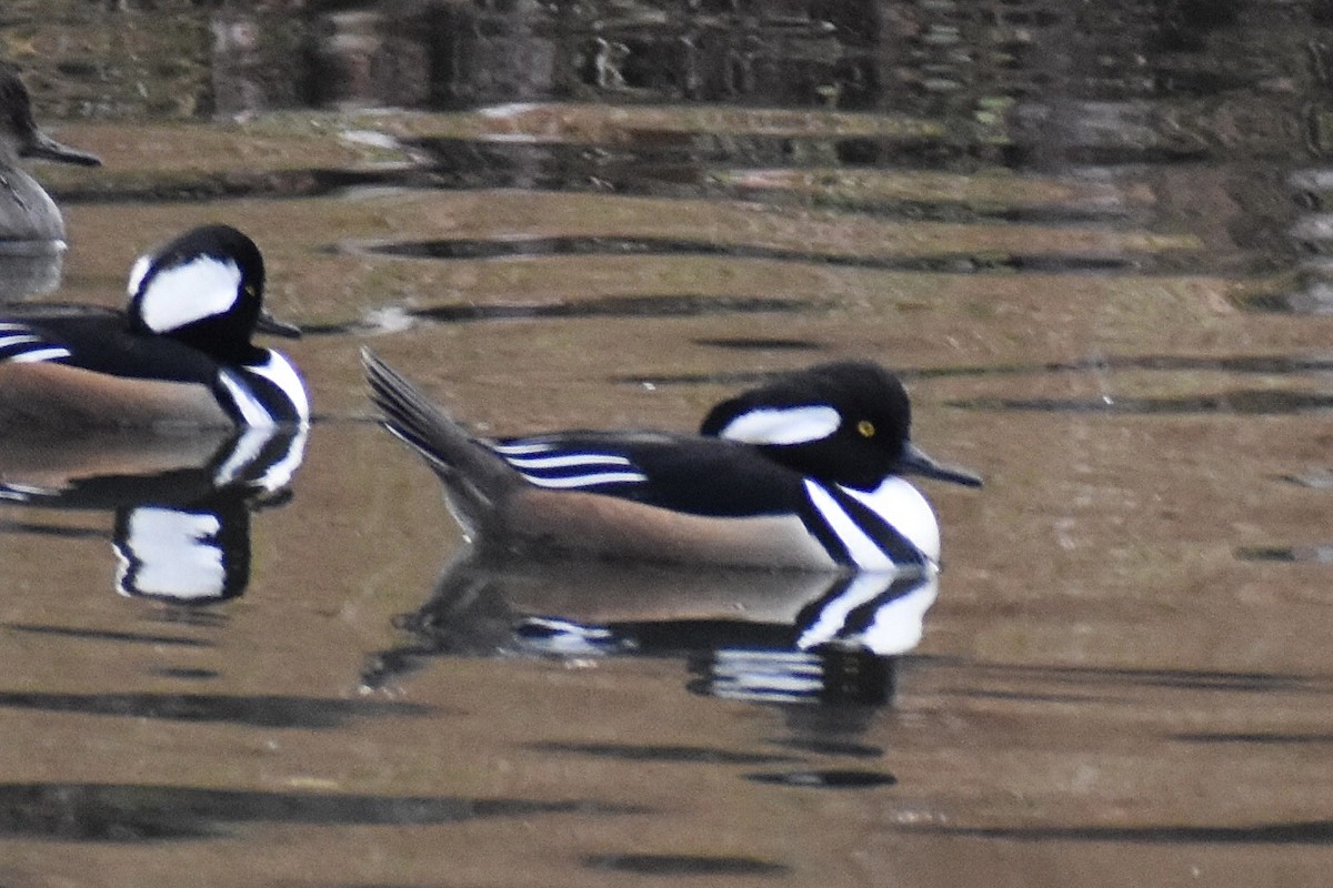 Hooded Merganser - ML646375659