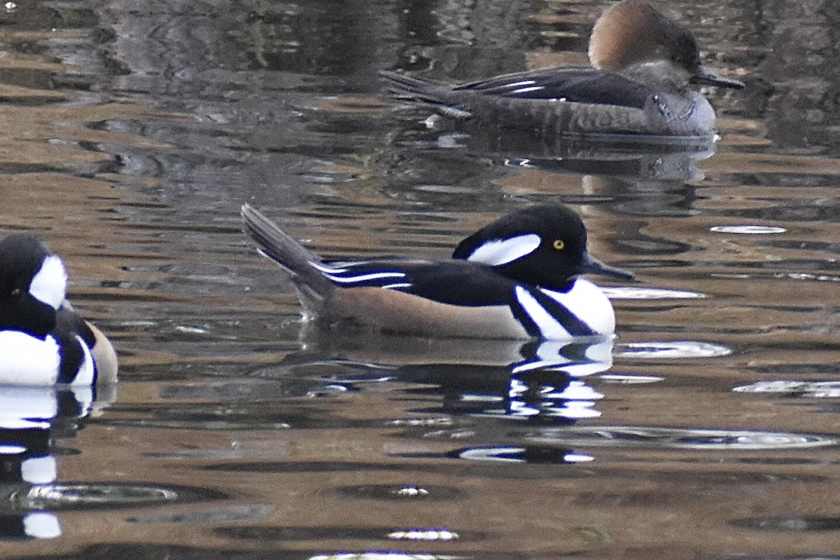 Hooded Merganser - ML646375660