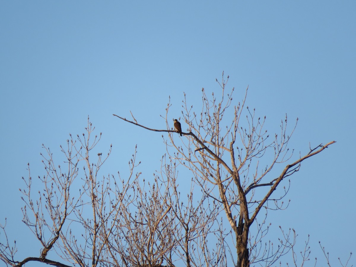 Merlin - ML646375661