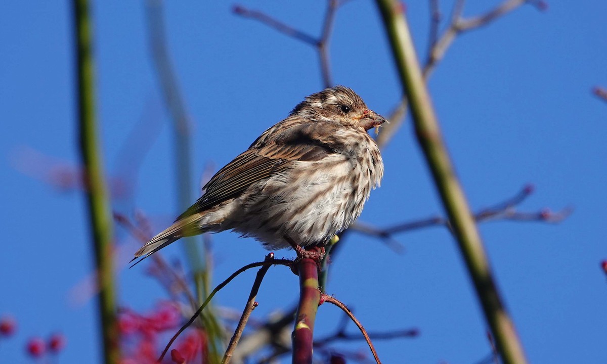 Purple Finch - ML646375662