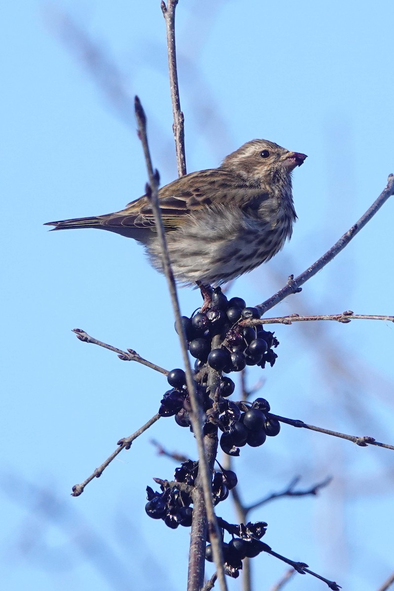 Purple Finch - ML646375663