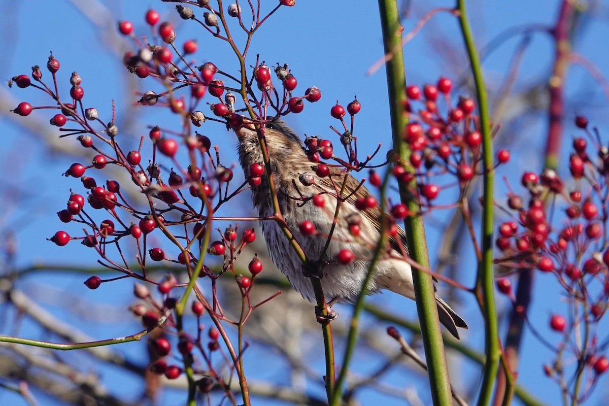 Purple Finch - ML646375664