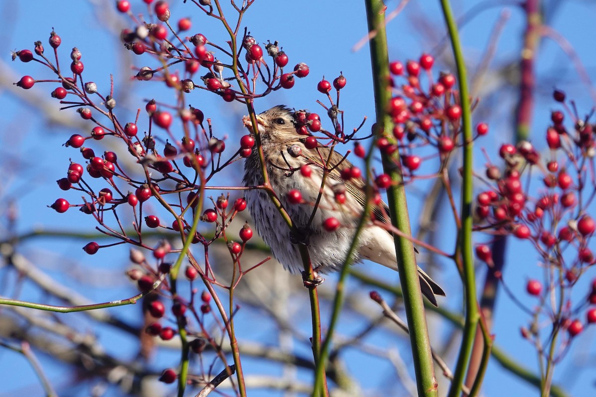 Purple Finch - ML646375665