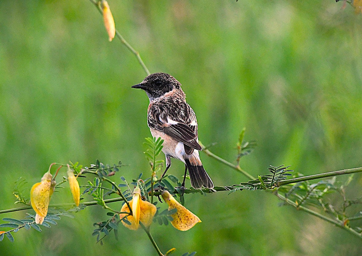Siberian Stonechat - ML646375668