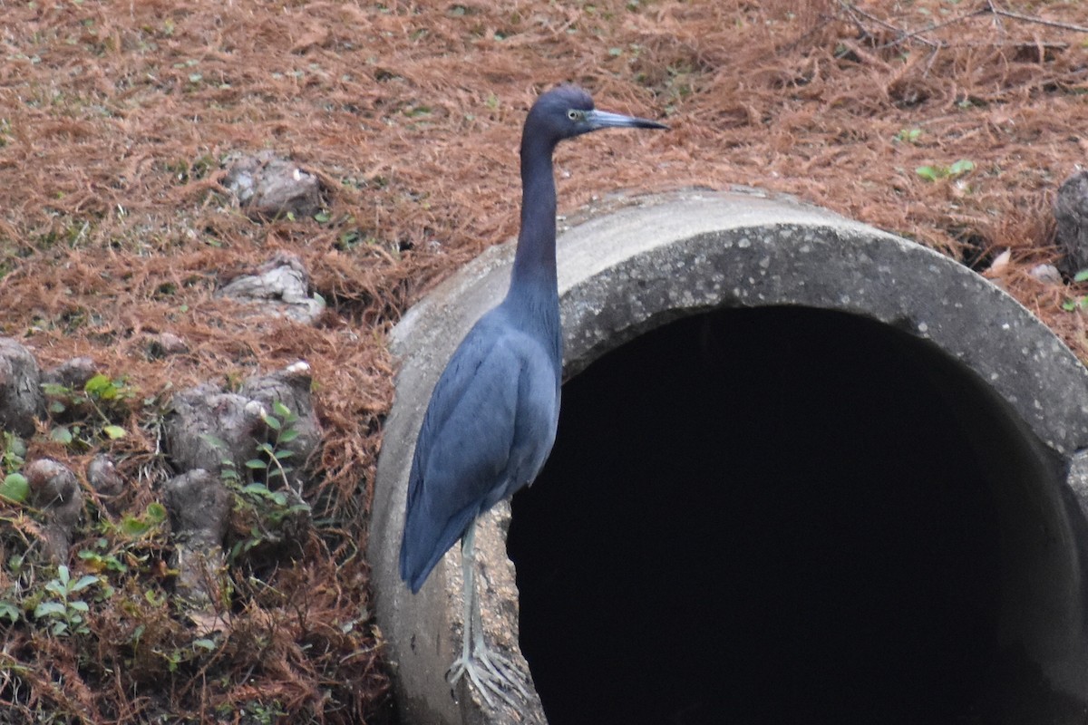 Little Blue Heron - ML646375669