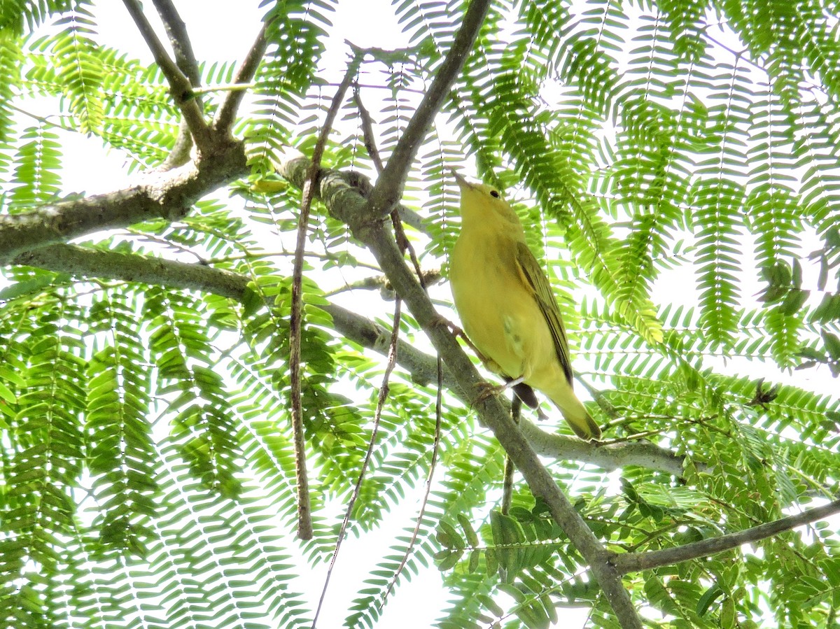Northern/Mangrove Yellow Warbler - ML646375670