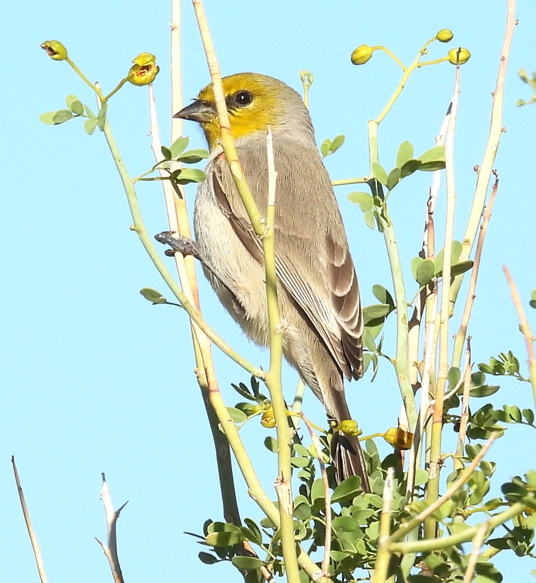 Verdin - ML646375671